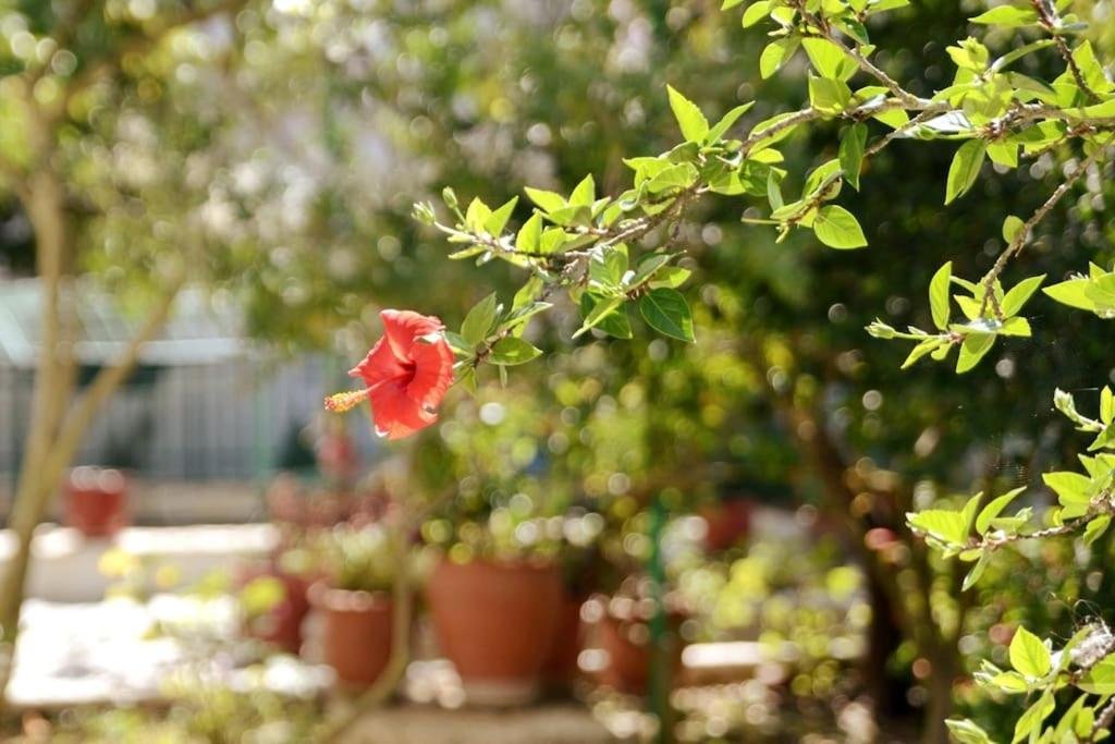 babis-apartment-paxos-garden-01